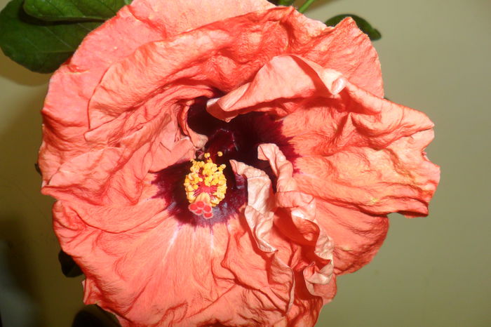 SAM_2138 - paper tree