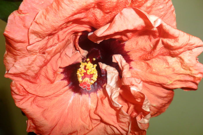 SAM_2139 - paper tree