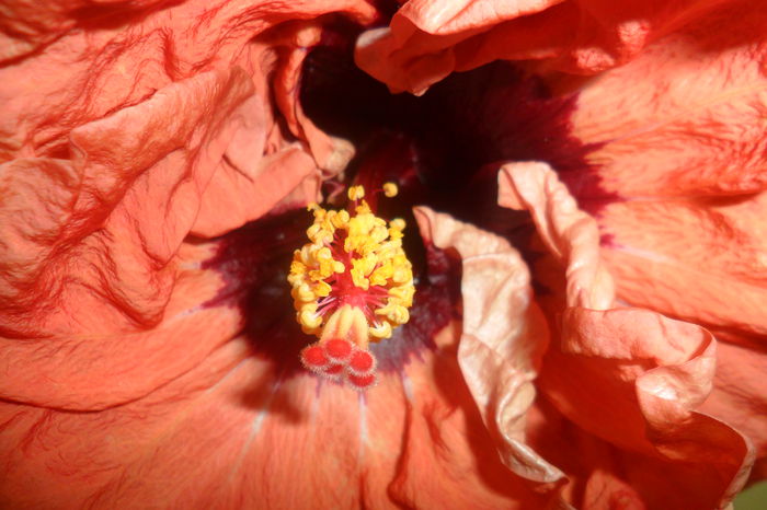 SAM_2140 - paper tree