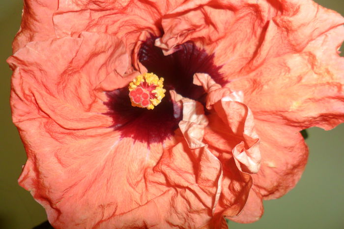 SAM_2143 - paper tree