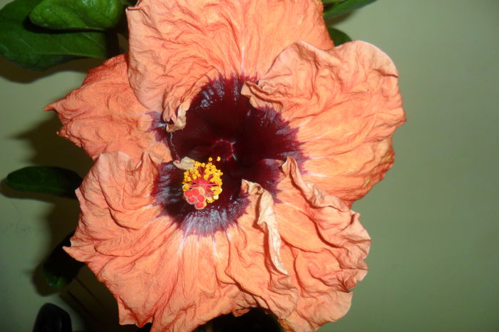 SAM_2146 - paper tree