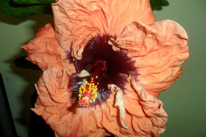 SAM_2150 - paper tree