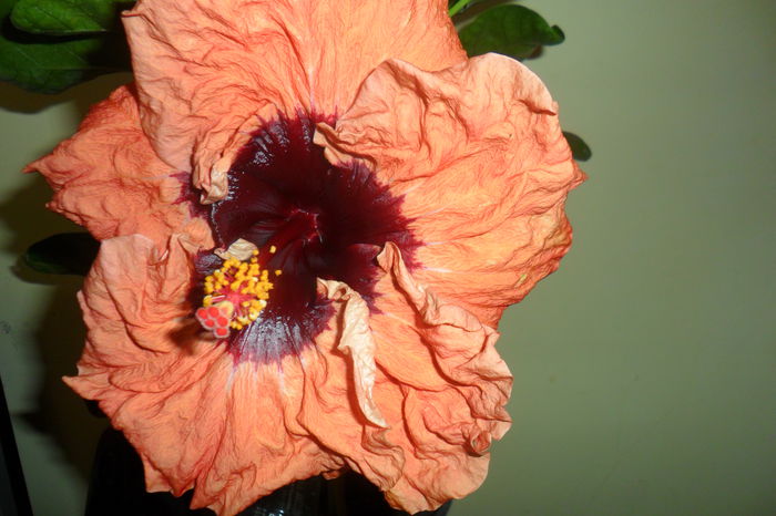 SAM_2158 - paper tree