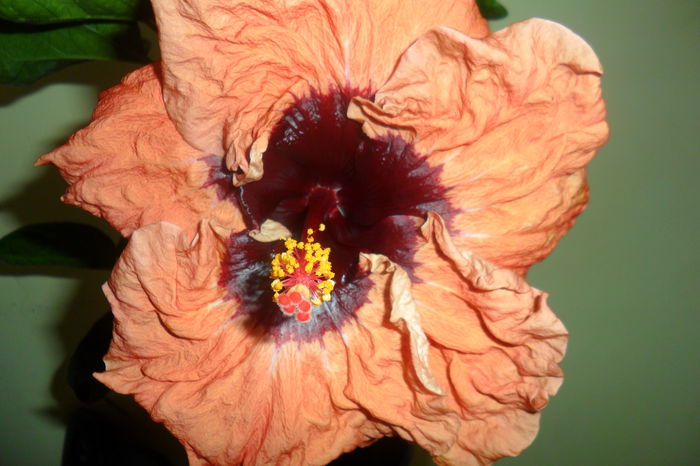 SAM_2160 - paper tree