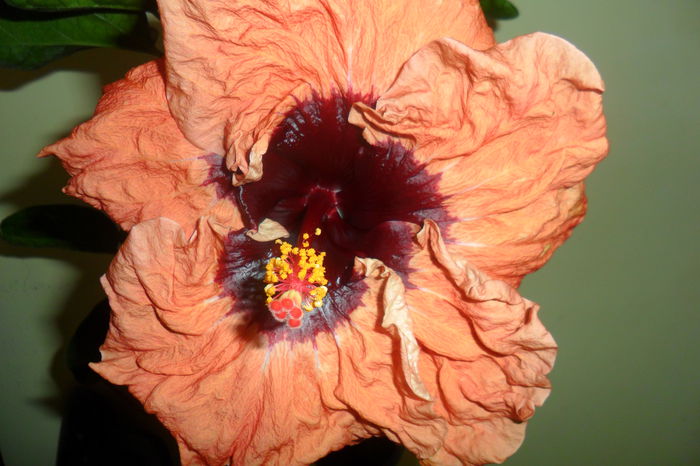 SAM_2161 - paper tree