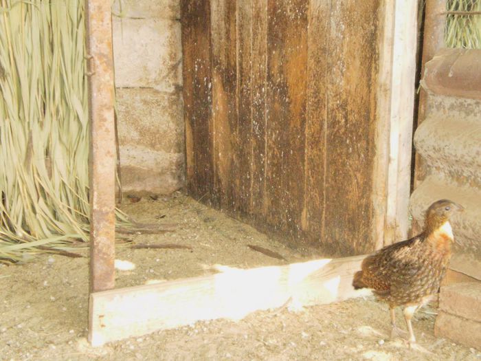 P2030005 - temminck tragopan