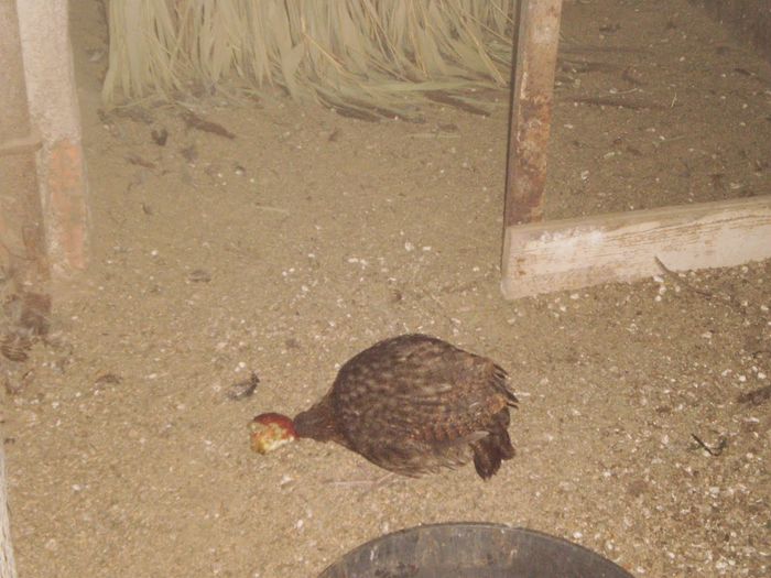 P2030040 - temminck tragopan