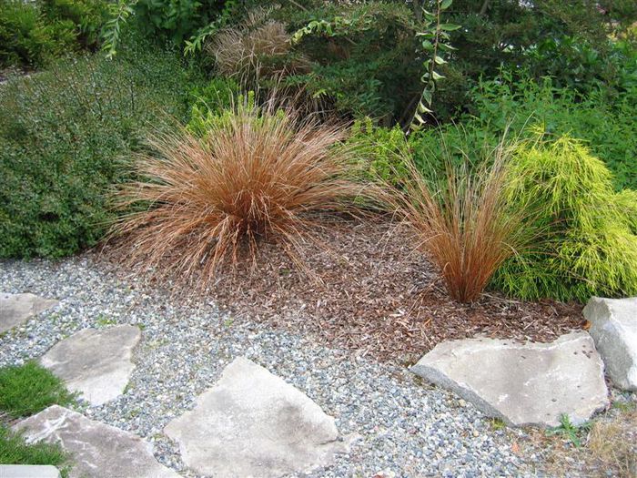 Iarba decorativa carex-comans-bronze