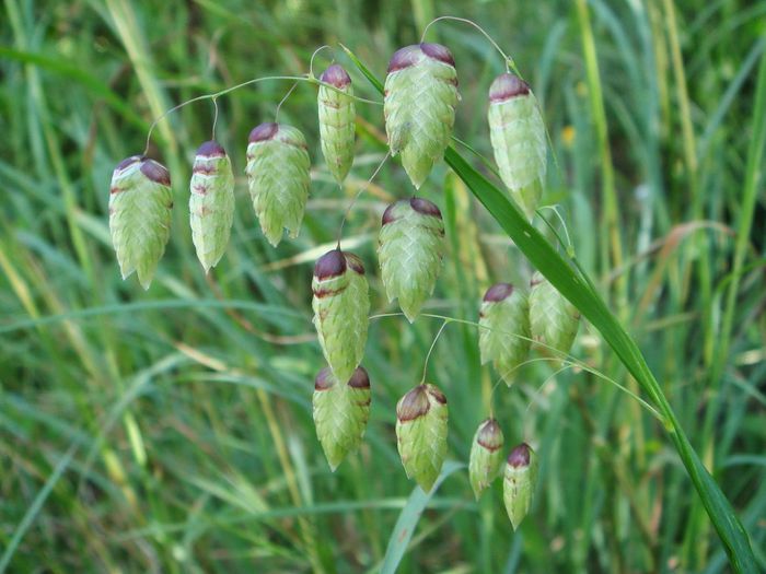 Iarba decorativa Briza_maxima_tremurici.. - De vanzare seminte -legume-mirodenii-flori-arbori