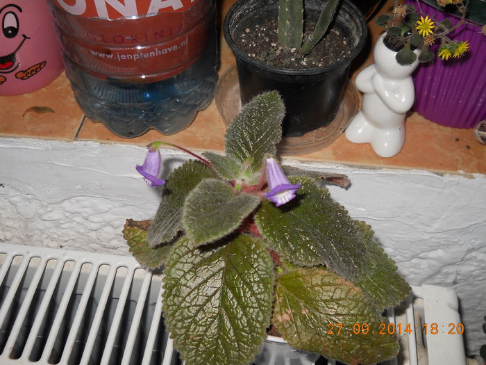 eucodonia Adele