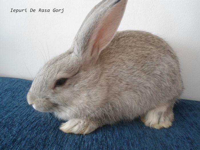  - Iepuri Chinchila