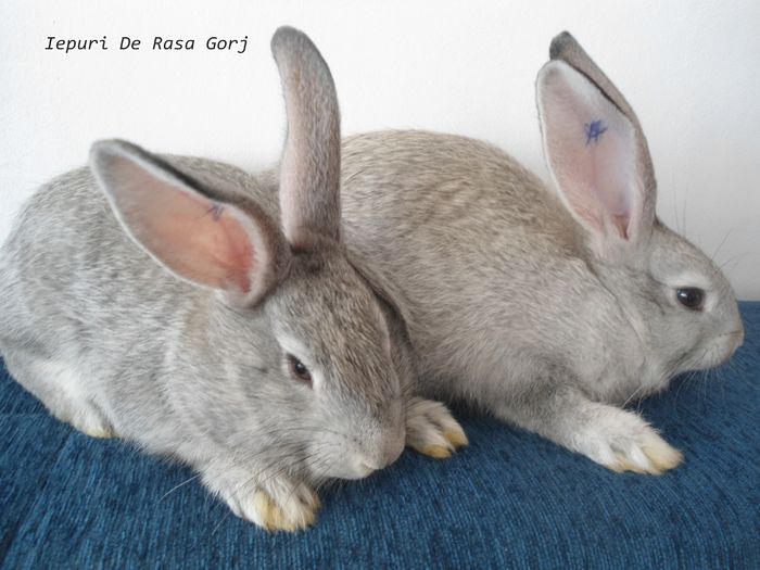  - Iepuri Chinchila