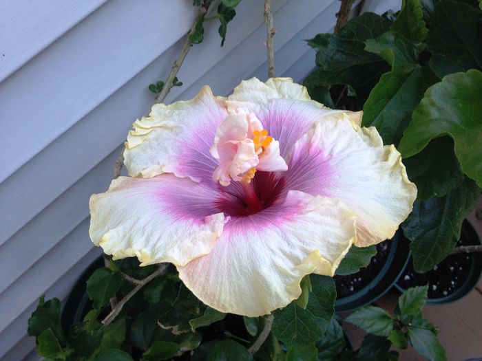 28 sept. 2014 - Hibiscus