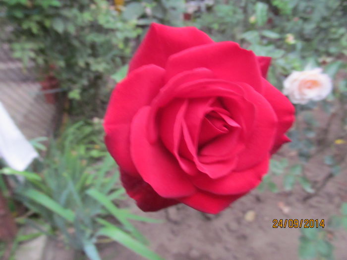 IMG_2034 - TRANDAFIRI 2014