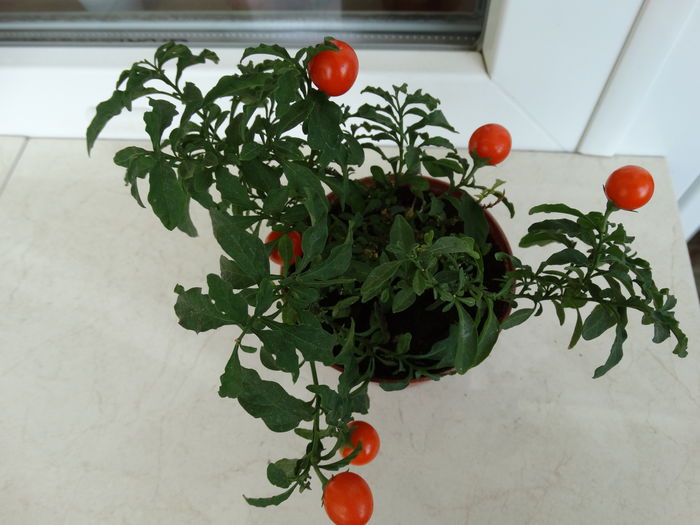 DSC01087 - Solanum pseudocapsicum