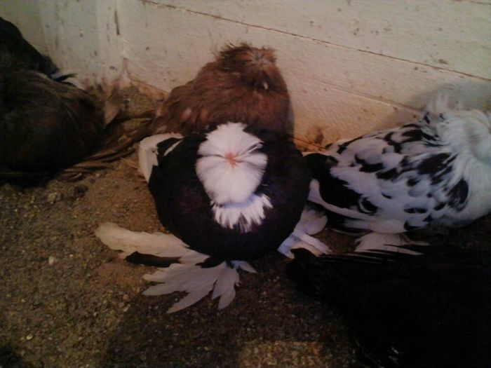 CAM00589 - TINERET TOBOSARI DE BUHARA