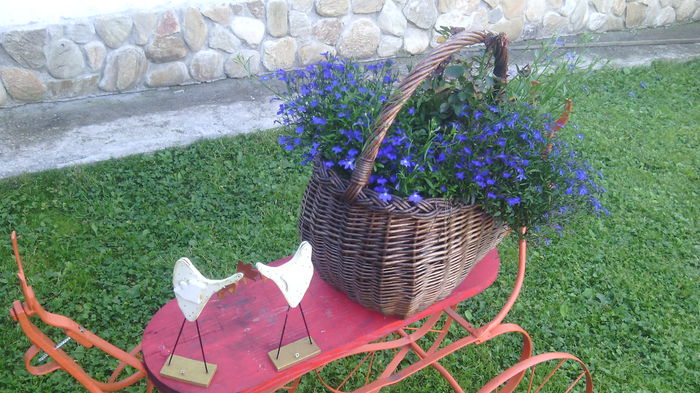 IMG_20140719_192210 - X-FLORI