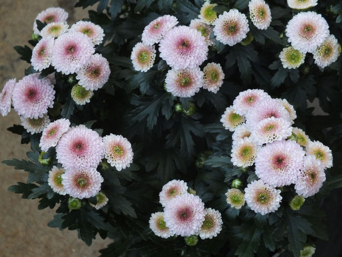 28.09.2014b; Chrisanthemum Bellisima Pink
