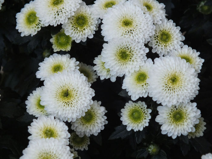 28.09.2014c; Chrisanthemum Bellisima Snow
