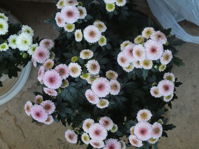 24.09.2014e; Chrisanthemum Bellisima Pink
