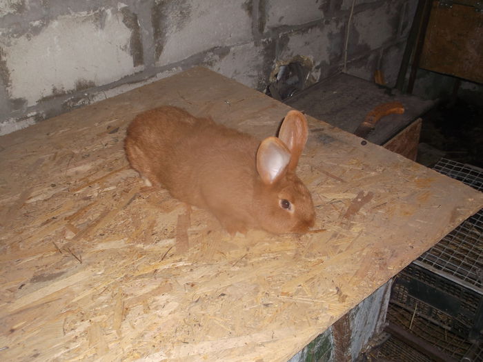 DSCF3789; Neo rosu Mascul 2 luni
