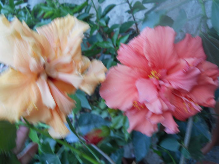 DSCN7070