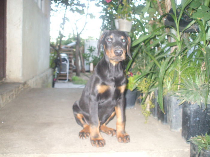 Corb Maxymus - Doberman