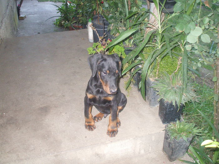 DSCF0200 - Doberman