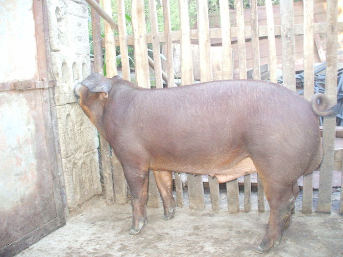 DSCF0185 - Duroc 2014