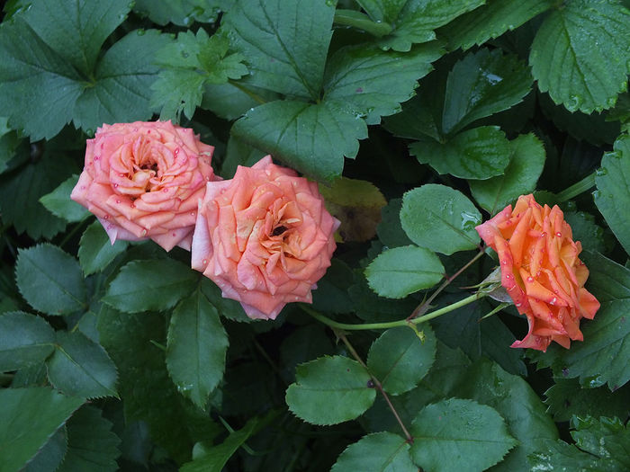 28.09.2014a; Aceiasi din fotografiile anterioare, dar mai batrani :). Florile tin mult.
