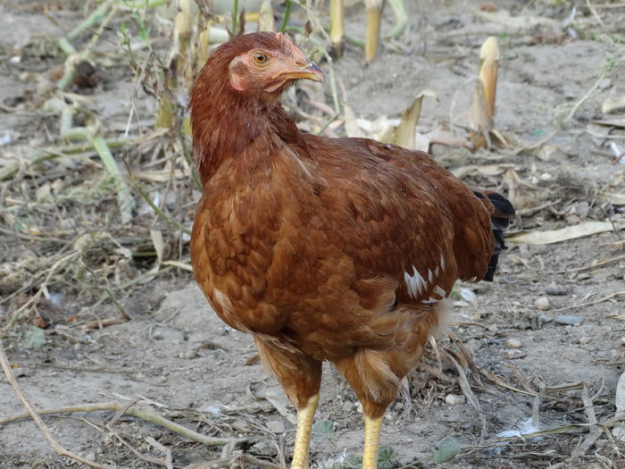 DSC02171
