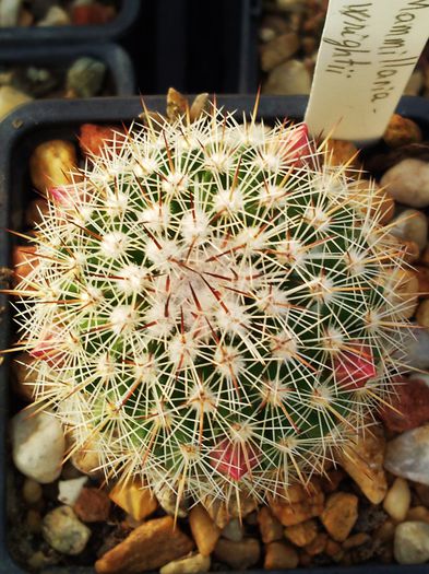 Mammillaria matudae - Mammillaria matudae