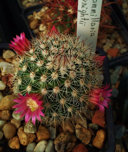 Photo0191 - Mammillaria matudae