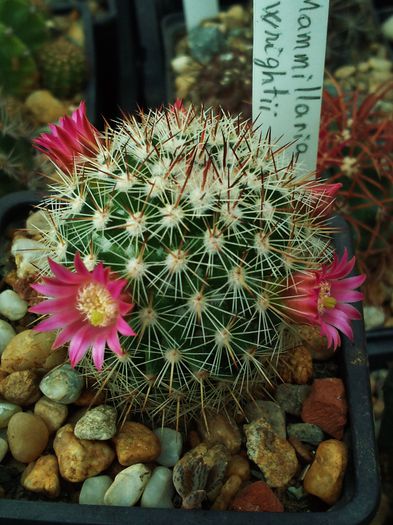 Photo0192 - Mammillaria matudae