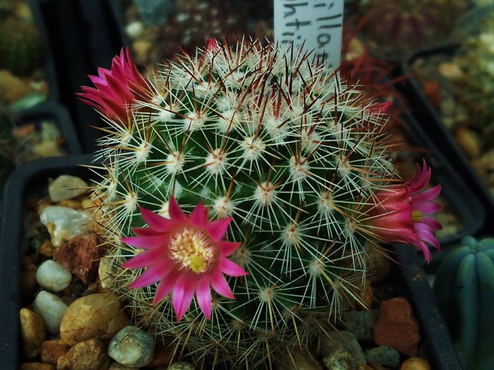 Photo0193 - Mammillaria matudae