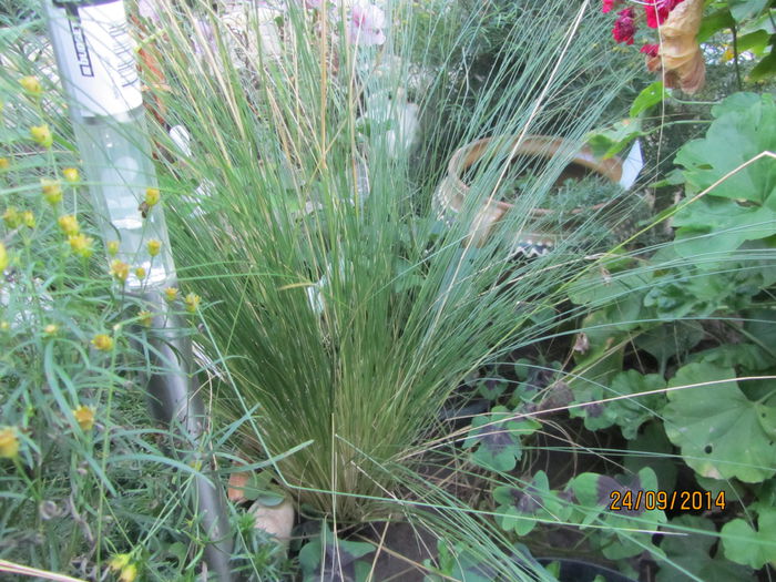 Iarba decorativa - c-Toamna