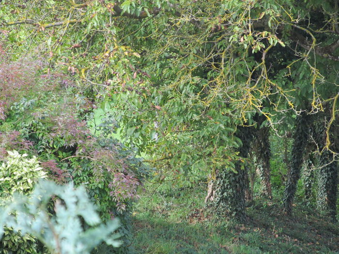 nuc - Diverse 1 - Plimbari