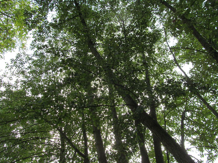  - Diverse 1 - Plimbari