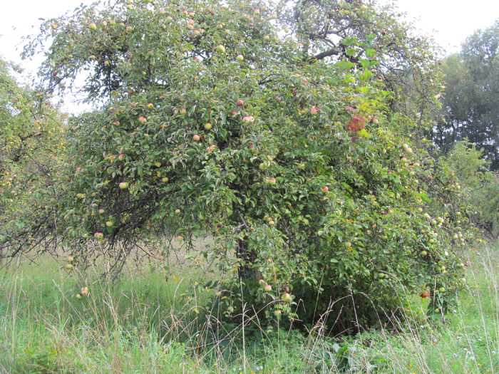  - Diverse 1 - Plimbari