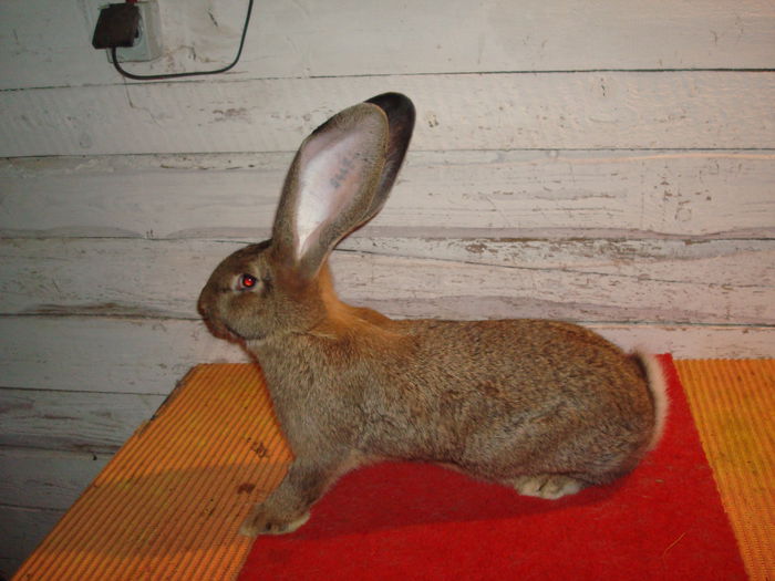 Femela 5 - RO23 5447; 5,110 Kg ( 4 luni si o sapt )
