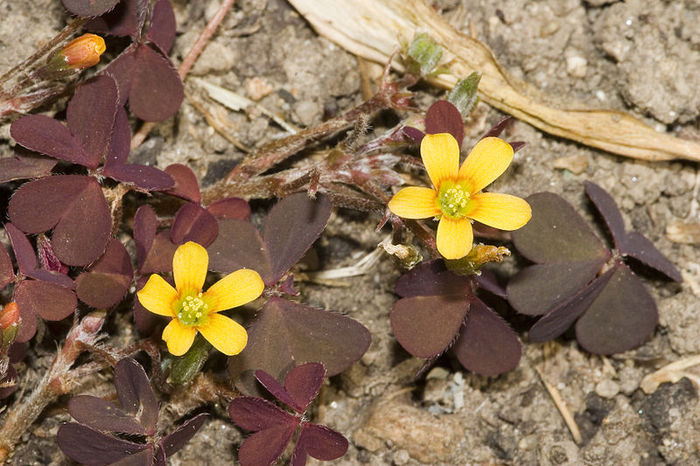 800px-Oxalis_corniculata_7560