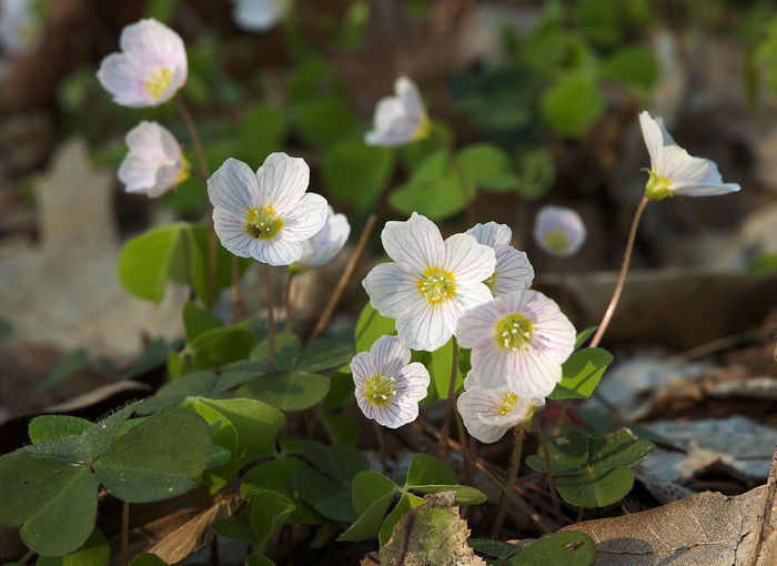 1280px-Oxalis_acetosella_LC0190