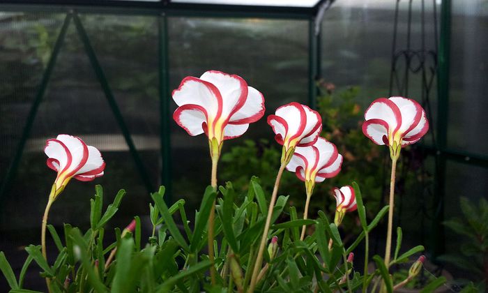 1280px-Oxalis_versicolor_(candycane_sorrel)