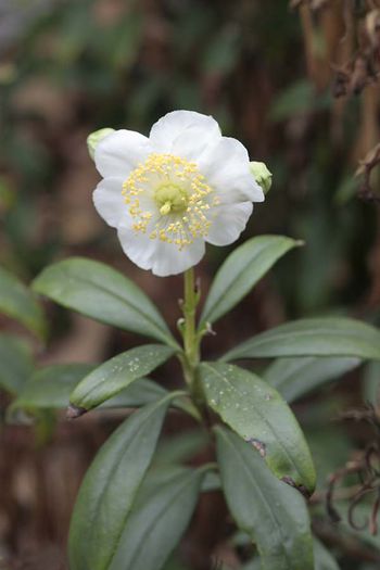 Carpernteria-californica