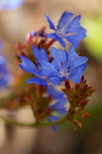 Ceratostigma-minus - minuni ale naturii create de dumnezeu 9