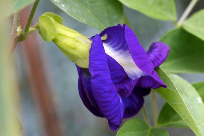 Clitoria-ternatea - minuni ale naturii create de dumnezeu 9