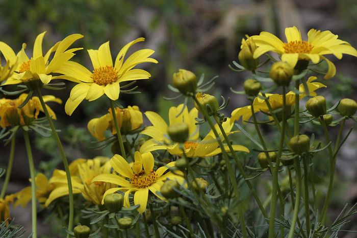 Coreopsis-gigantea