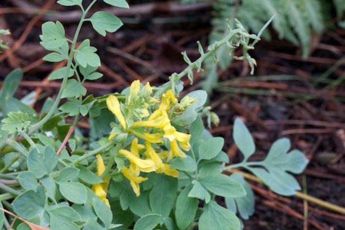 Corydalis-lutea - minuni ale naturii create de dumnezeu 9