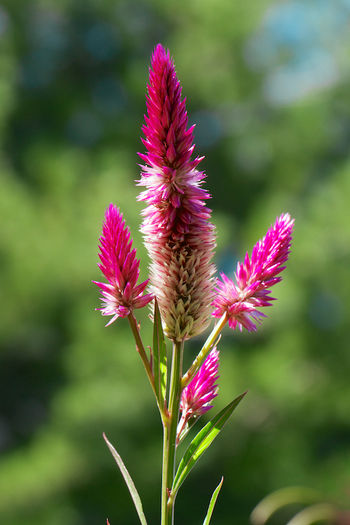 Cramers-Amazon-Celosia-1