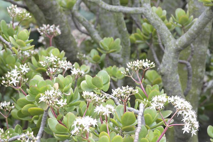 Crassula-ovata-Jade-Plant - minuni ale naturii create de dumnezeu 9